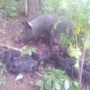 자연에축산 이미지