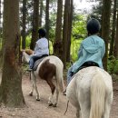 에코승마아카데미 | 제주 승마체험 에코승마아카데미 찐 후기