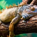 이구아나 이미지