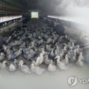 영암오리 한국경제TV