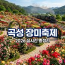 곡성심청축제장 | 2026 곡성 장미축제 일정 주차장 셔틀버스 실시간 개화현황 총정리
