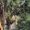 뉴양천기사식당 | 푸꾸옥 뉴월드 리조트 부대시설 후기 가격(조식, 수중스쿠터, 자전거, 풀 바)