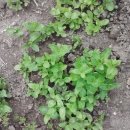 아빠농장 이미지