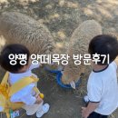 도겸목장 | [양평] 양평 양떼목장 방문후기_매점, 커피, 핑크뮬리, 수유실, 냄새,파리