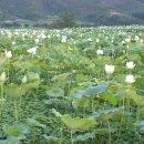 백련주유소 이미지