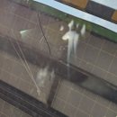 호호냥(Hohonyang) 이미지