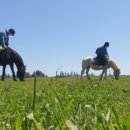 에코승마아카데미 이미지