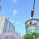 발곡역 | 의정부 발곡역 벚꽃길 실시간 후기🌸 아기랑 여유롭게 즐긴 만개 벚꽃 명소(26.04.04 방문, 주차)