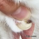 제주냐옹실 고양이미용 이미지