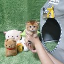 광주강아지분양 고양이분양 펫왕국 이미지