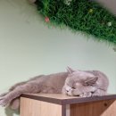 놀면묘하냥 고양이카페 이미지