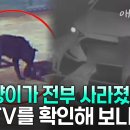 길고양이가 전부 사라졌다? CCTV를 확인해 보니.. ‘충격’, 사람까지 공격한 들개의 습격 😰 이미지