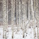 자작나무숲민박 이미지