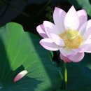 연꽃향기 이미지