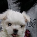 애개애개애견샵 네이버블로그