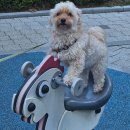 몽 그루밍 이미지