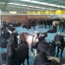 늘푸른염소농장 이미지