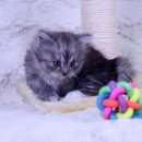 독스캣 강아지고양이 수원점 이미지