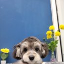 멍멍's 연구소 이미지