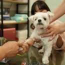 서울축산업협동조합 사료사업본부 | 2026년 4월 9일 반려동물 뉴스 스크랩