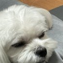 비플루피 이미지