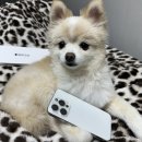 쿤짱 | 의정부 애견 카페 쿤짱 후기