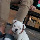 꼬동이네 이미지