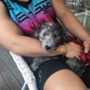 장군켄넬 이미지