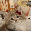 고양이분양 온리캣 | 부산에서 제대로 알아본 고양이분양 퍼스트캣 부산점 방문 후기