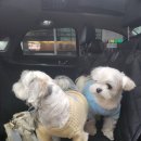 송댕송댕 이미지