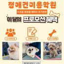 남지애견샵 이미지