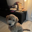 트레밍MM 이미지