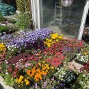 수국과안개꽃 카카오 검색결과