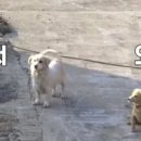 어서오개 이미지