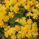 골든13(Golden13) 이미지