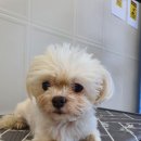 동물친구들 애견미용실 이미지