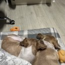 군산대박사료