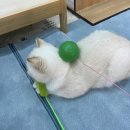 놀면묘하냥 고양이카페 이미지