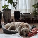 한동물병원(출장진료동물병원) 이미지