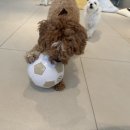 바나개 애견유치원 호텔 이미지