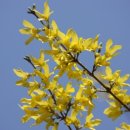 개나리공원3 이미지