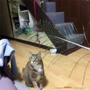 차오펫(ciao pet) | 본격적인 케이펫페어 일산 (k-pet) 후기