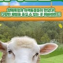 휘바핀란드위드플레이정글 이미지