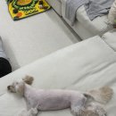 개편하개 이미지