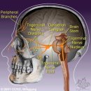 3차신경 trigeminal nerve +악관절(T-M joint) 이미지