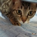 (주)펫톡 | 그레인프리 소고기 사료! 힐링펫톡!