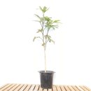 황칠나무집 이미지