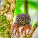 Collared Owlet 이미지