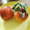 성진농장 이미지