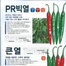 삼성고추 네이버블로그